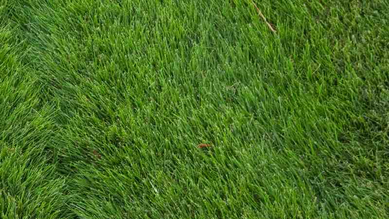 Cỏ Bentgrass là loại cỏ được sử dụng ở hầu hết các sân golf hiện nay