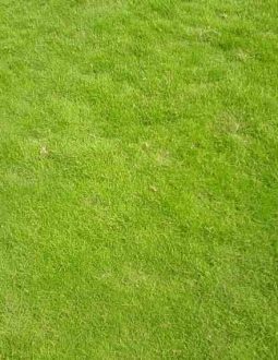 Cỏ sân golf là loại cỏ có thể chịu được khí hậu khắc nghiệt và độ bền cao