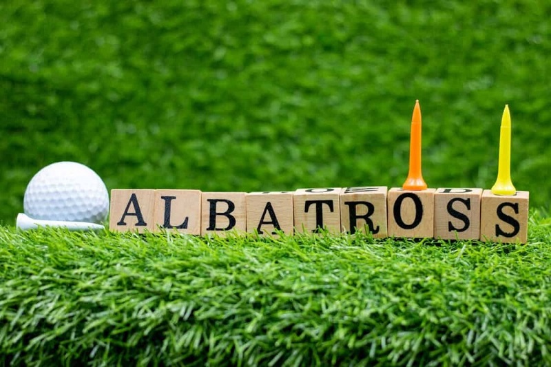 Albatross là cú đánh được nhiều golfer quan tâm
